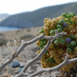 Ontdek de verborgen parels van de natuur op Kos